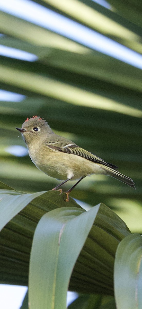 Reyezuelo Rubí - ML645572839