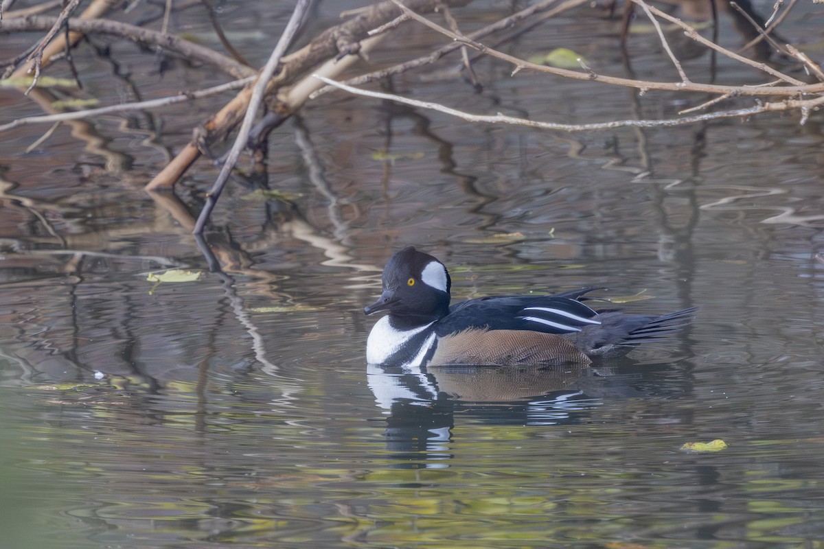 Serreta Capuchona - ML645572840