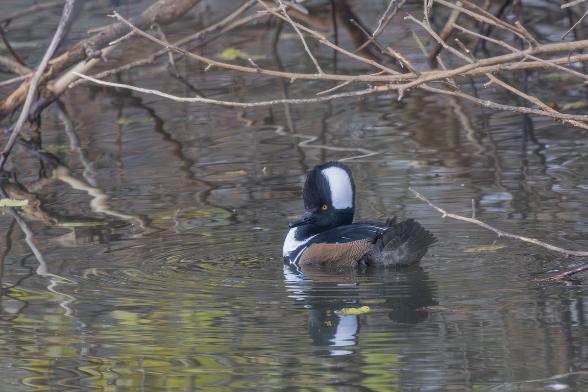 Serreta Capuchona - ML645572841