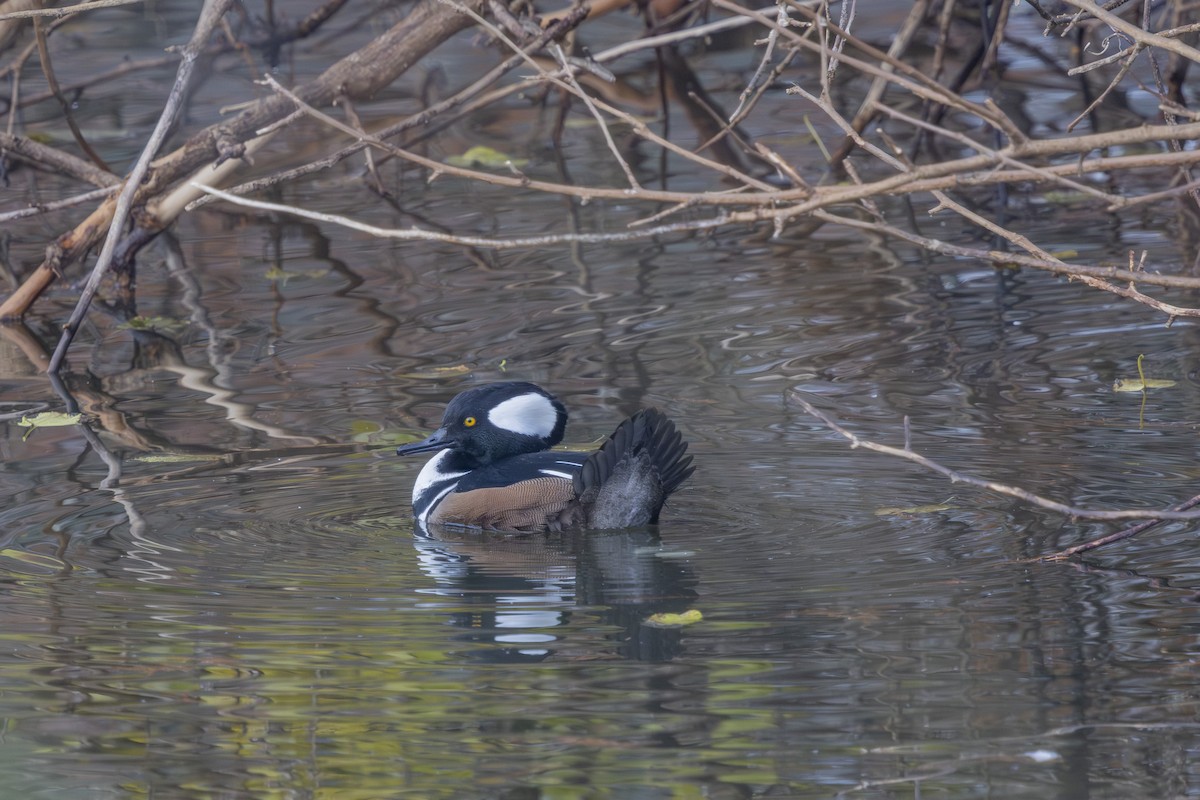 Serreta Capuchona - ML645572842