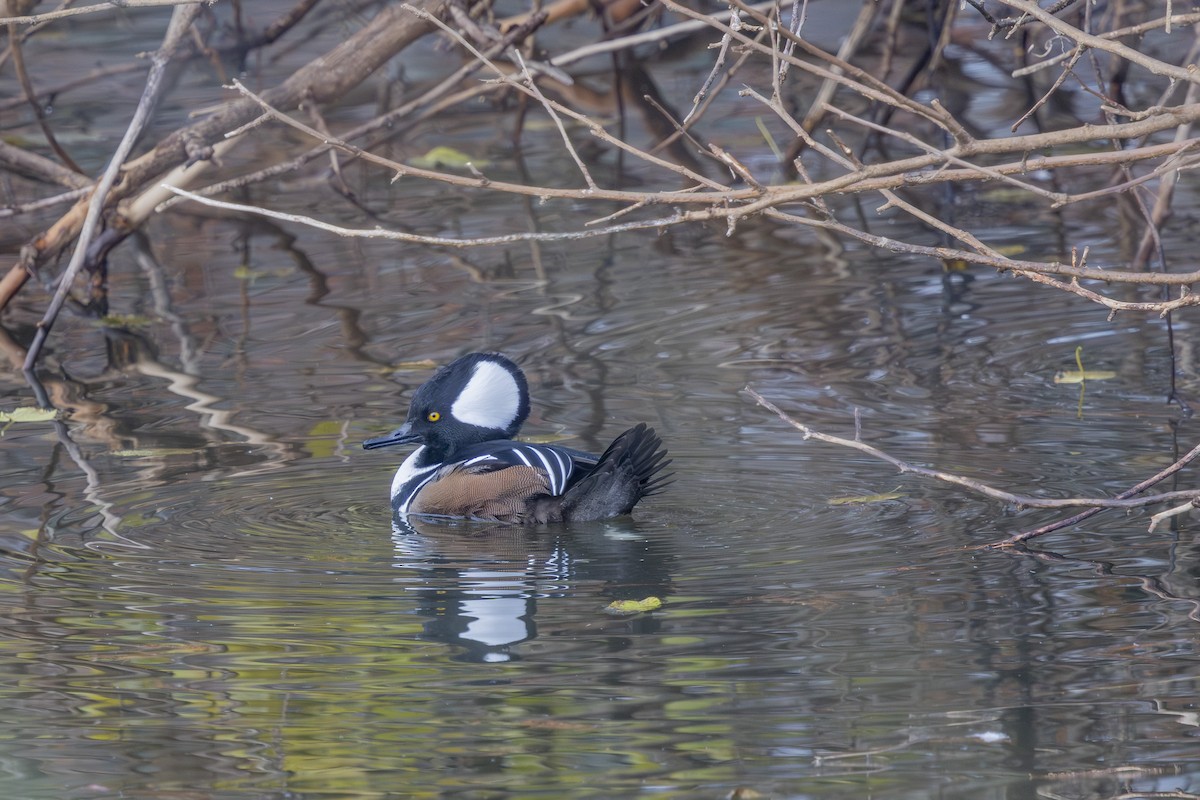 Serreta Capuchona - ML645572843