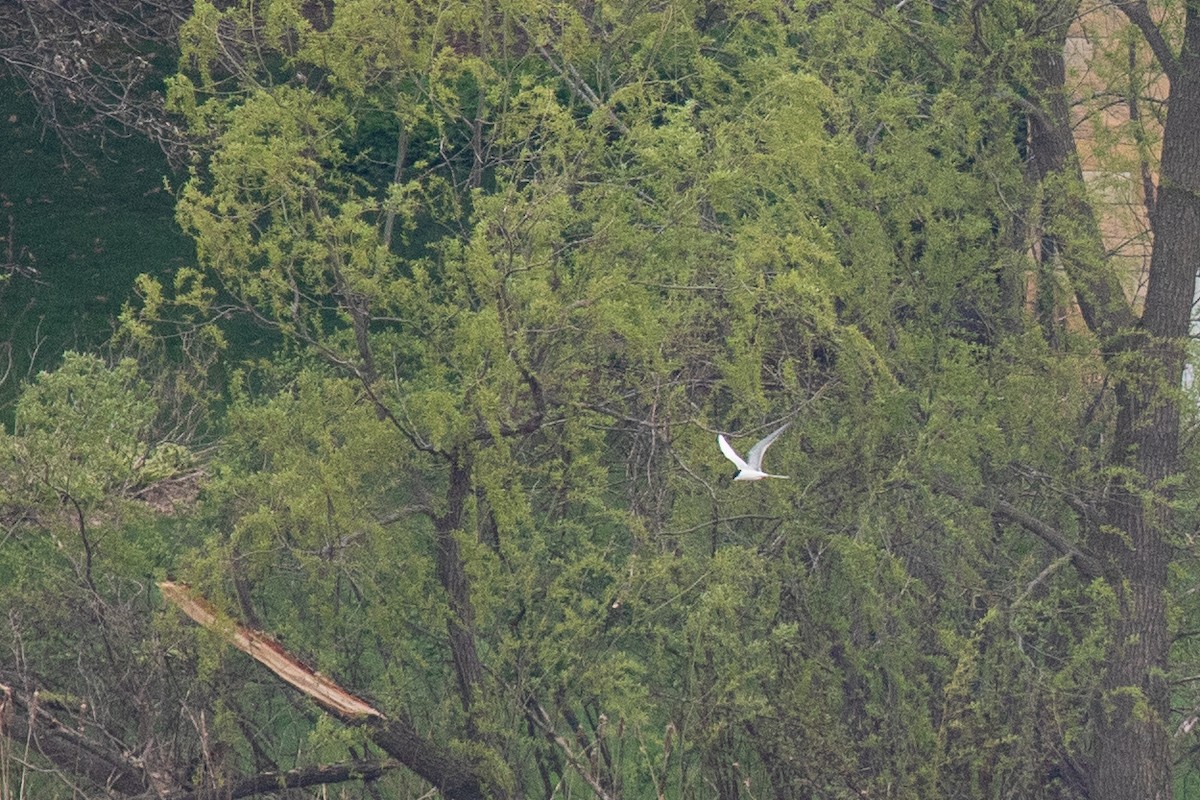Forster's Tern - ML645572847