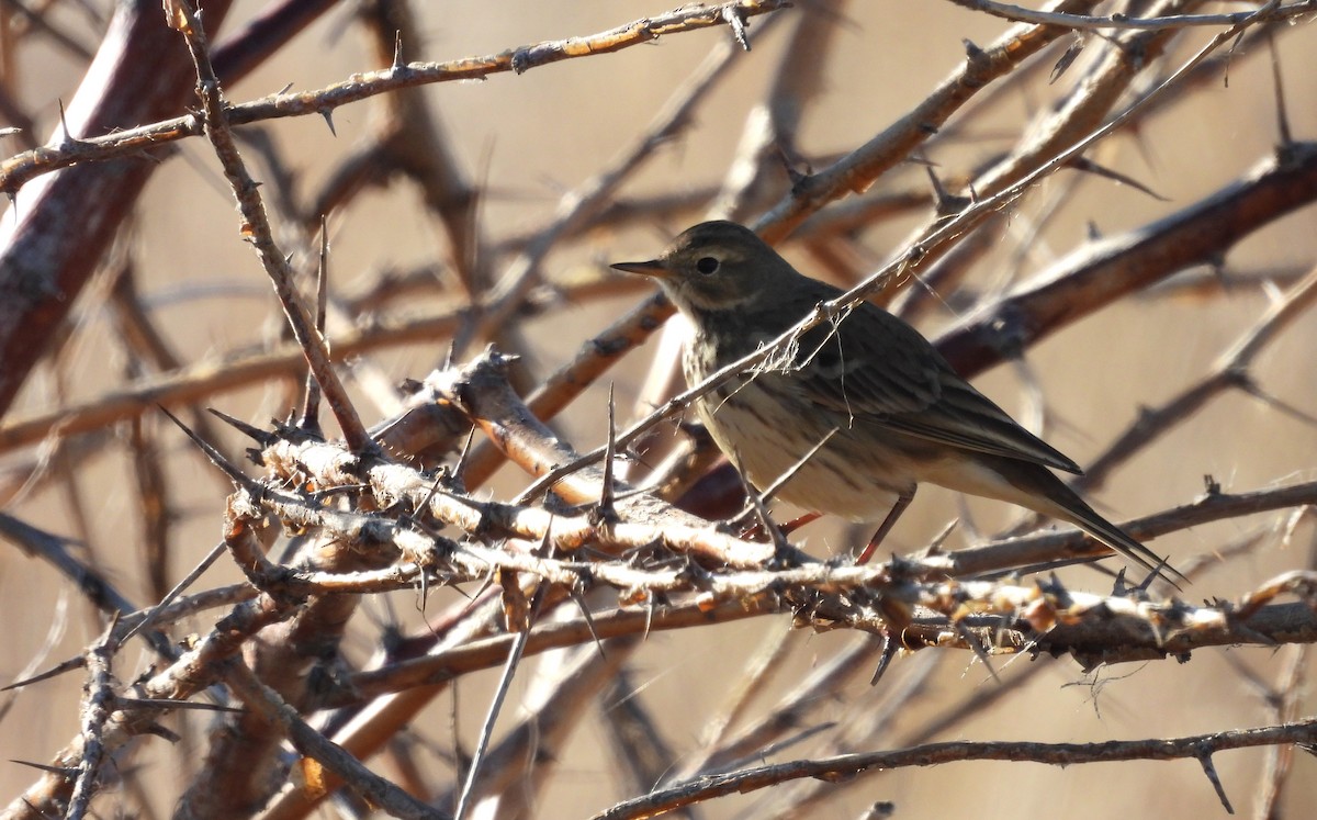 Spioncello del Pacifico - ML645572848