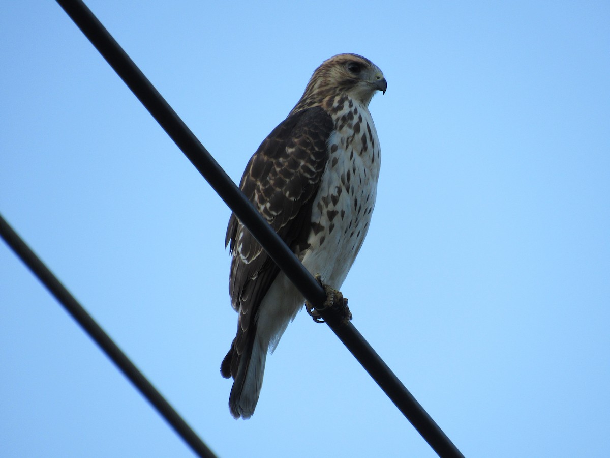 Broad-winged Hawk - ML645572852