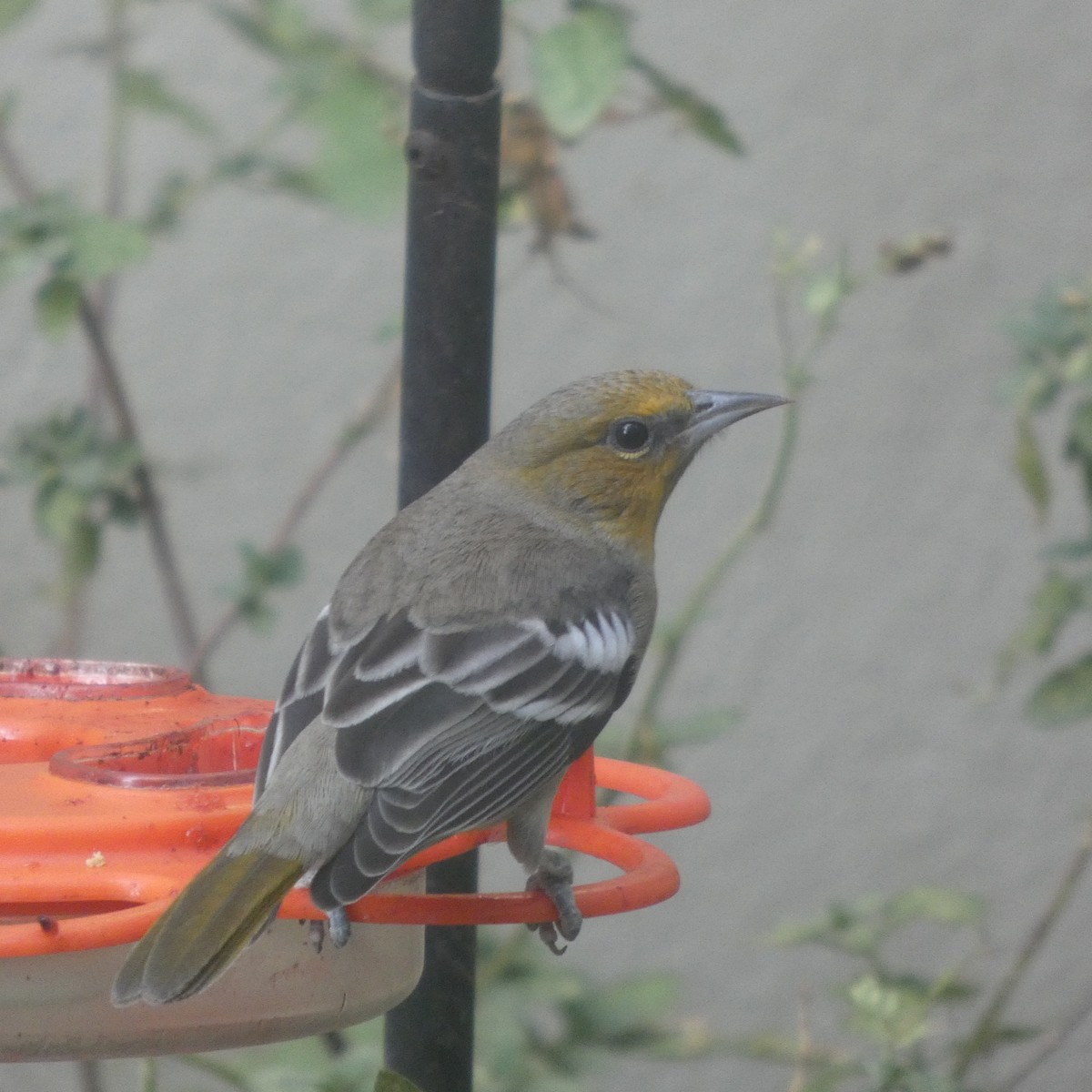 Turpial Dorsinegro - ML645572855