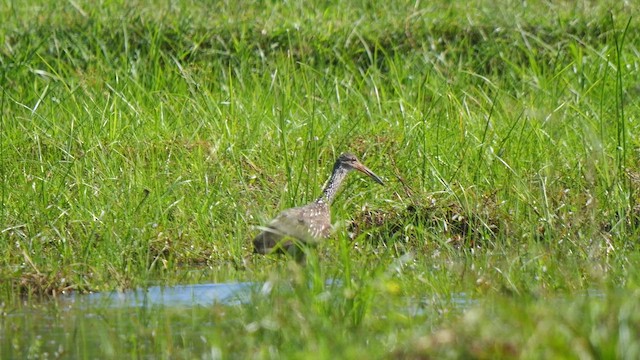 Limpkin - ML645572856
