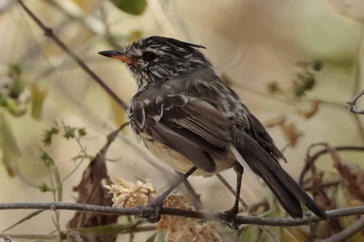 Yellow-billed Tit-Tyrant - ML645572862