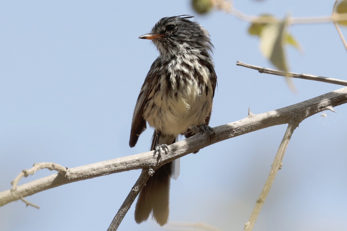 Yellow-billed Tit-Tyrant - ML645572863