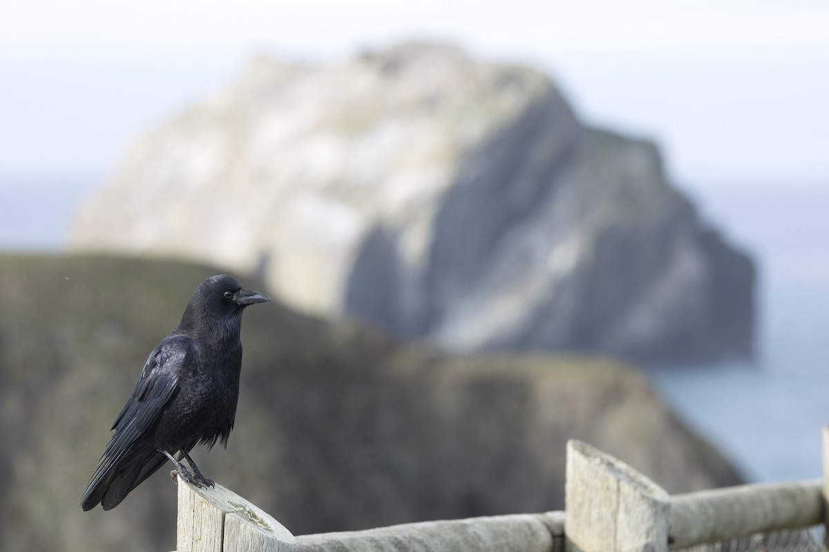 American Crow - ML645572880