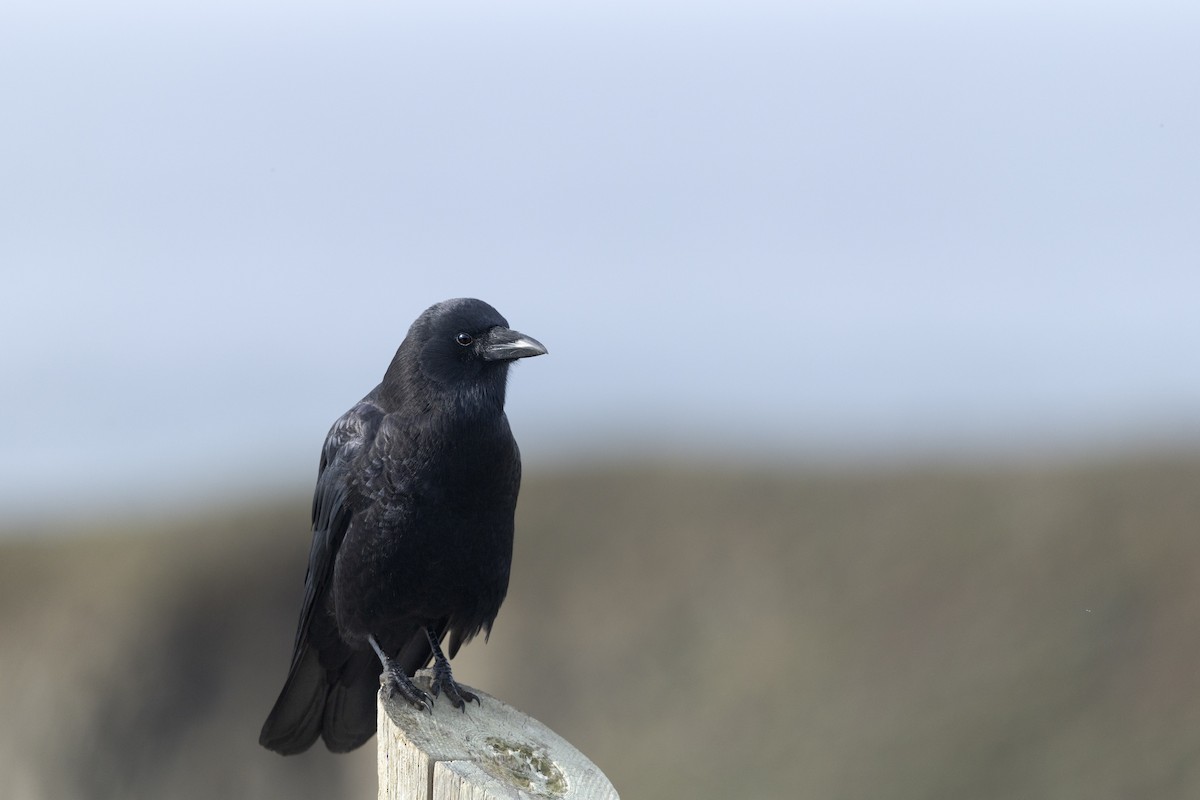 American Crow - ML645572881