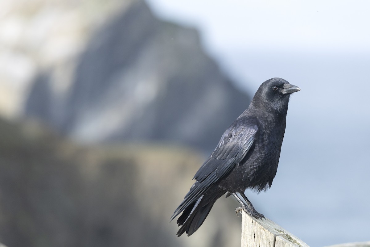 American Crow - ML645572882