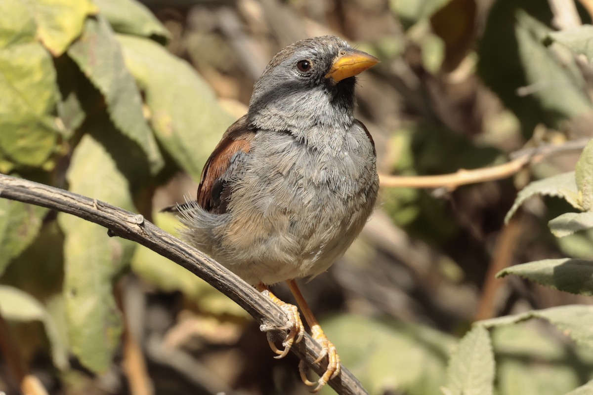 Great Inca-Finch - ML645572888