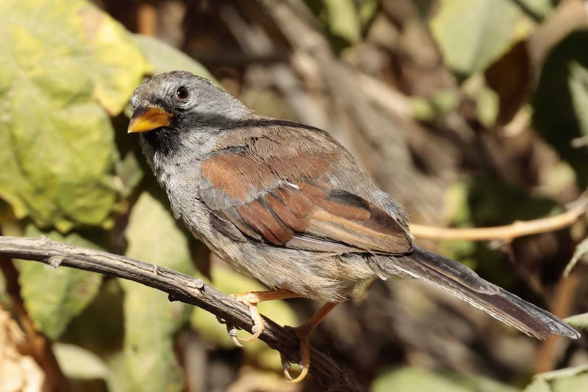 Great Inca-Finch - ML645572889