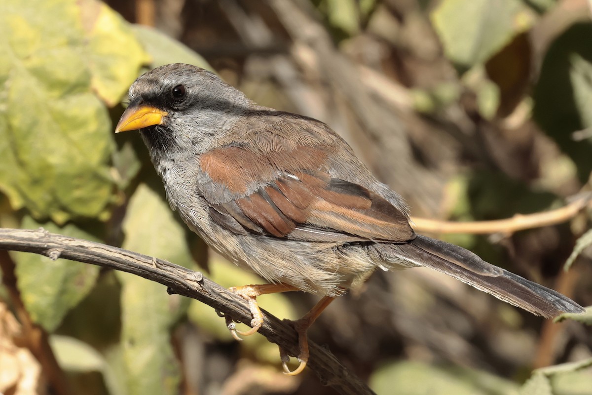 Great Inca-Finch - ML645572890