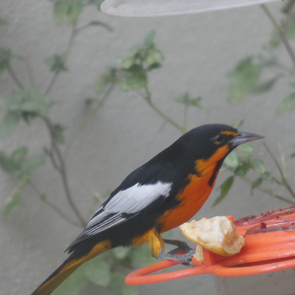 Turpial Dorsinegro - ML645572891