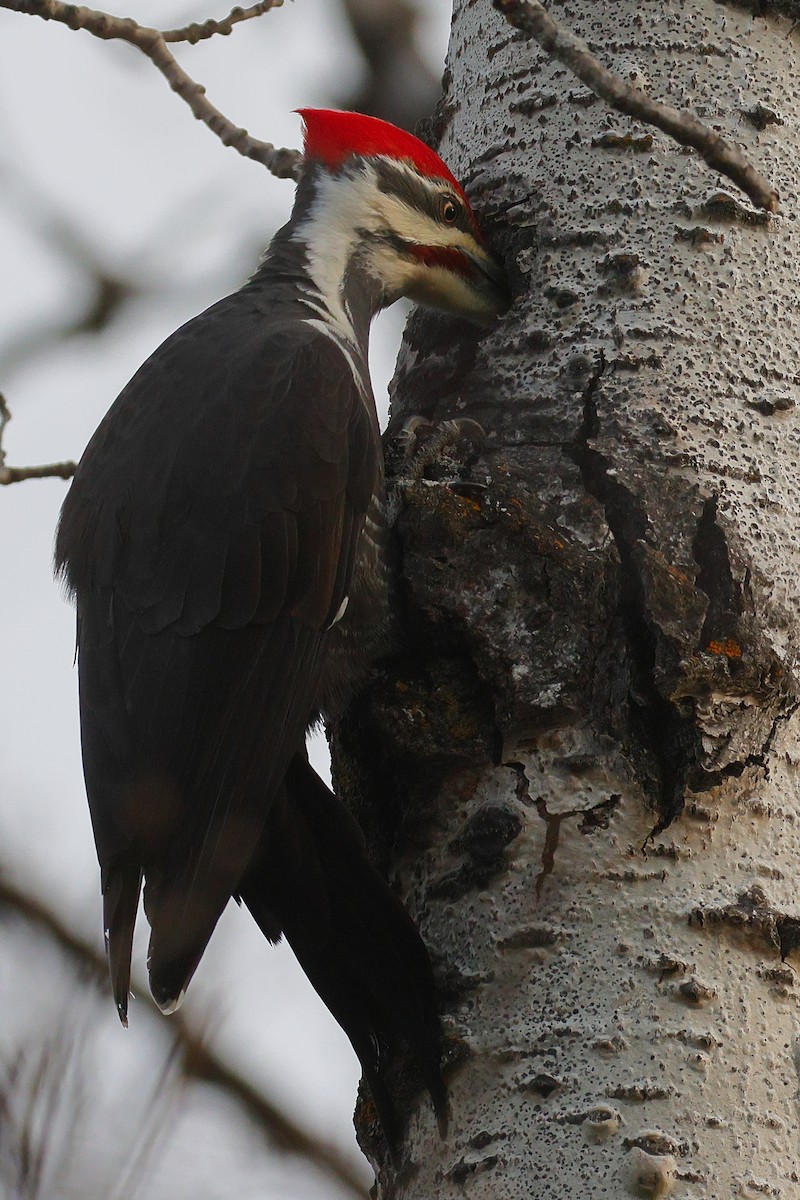 Pileated Woodpecker - ML645572892