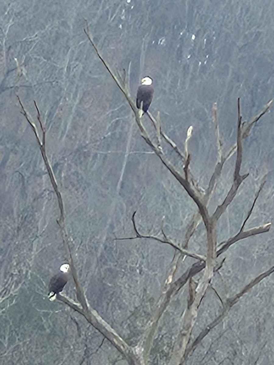 Bald Eagle - ML645572895