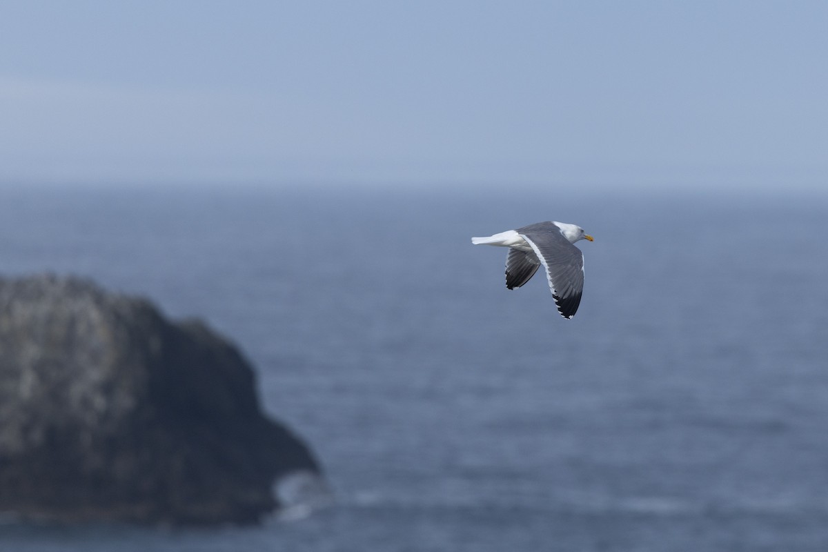 Western Gull - ML645572900