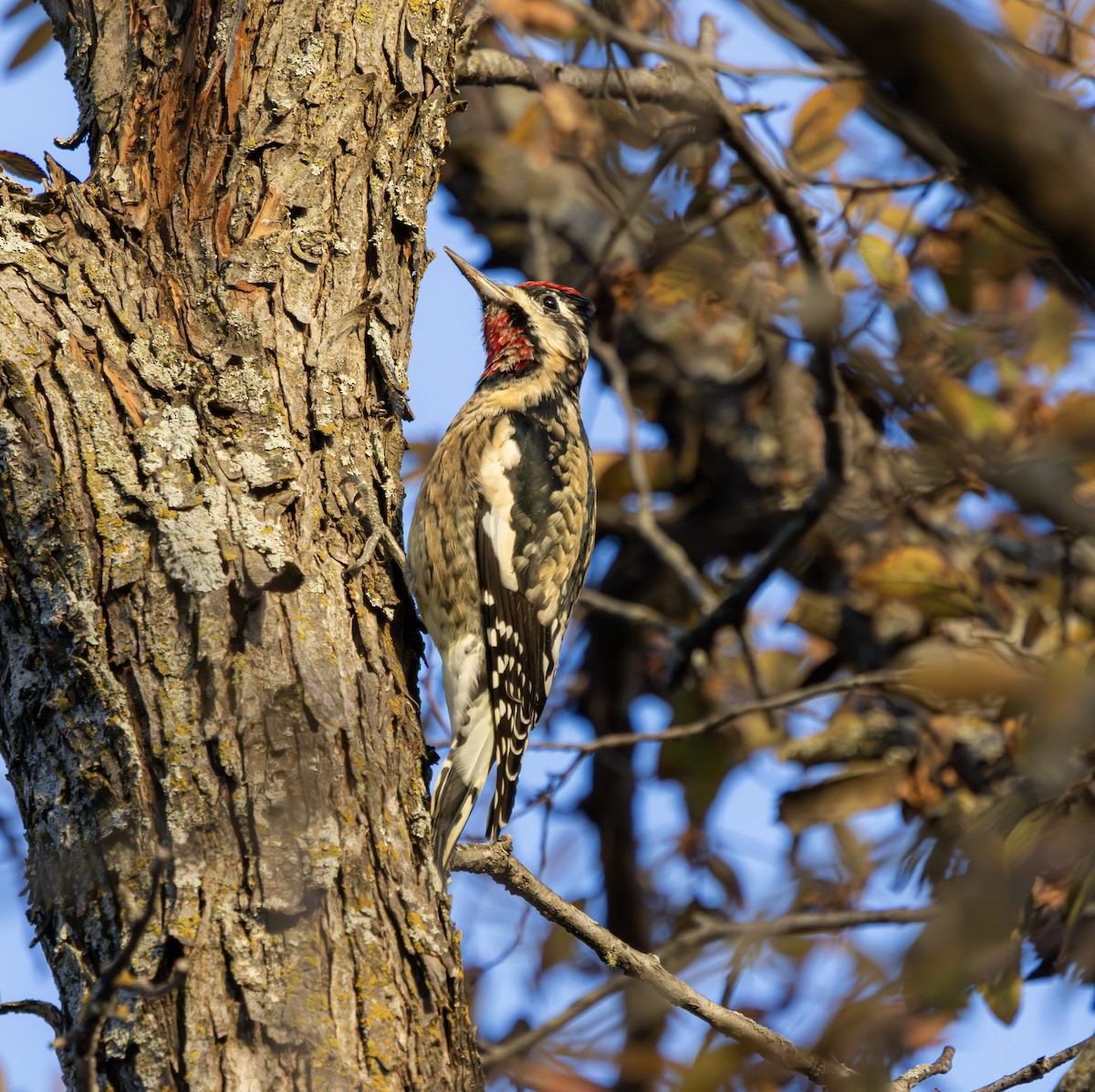 Yellow-bellied Sapsucker - ML645572901