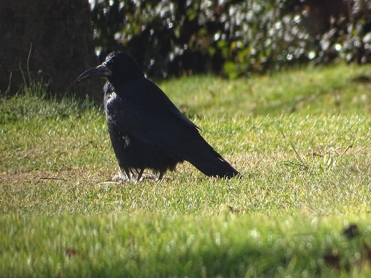 Ekin Kargası - ML645572904