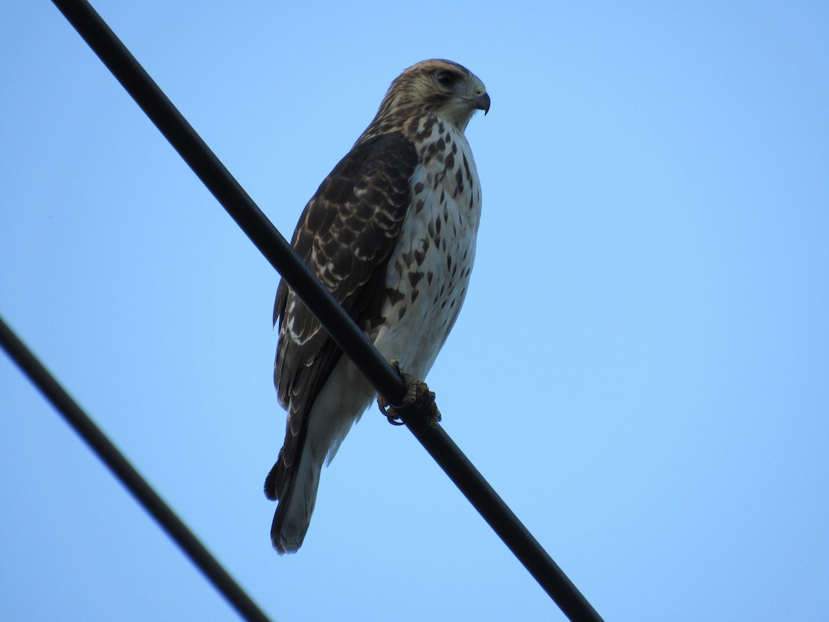 Broad-winged Hawk - ML645572909