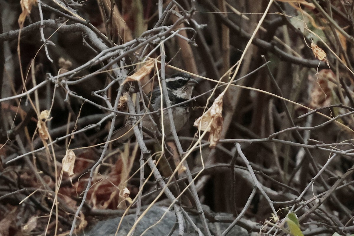 Collared Warbling Finch - ML645572910