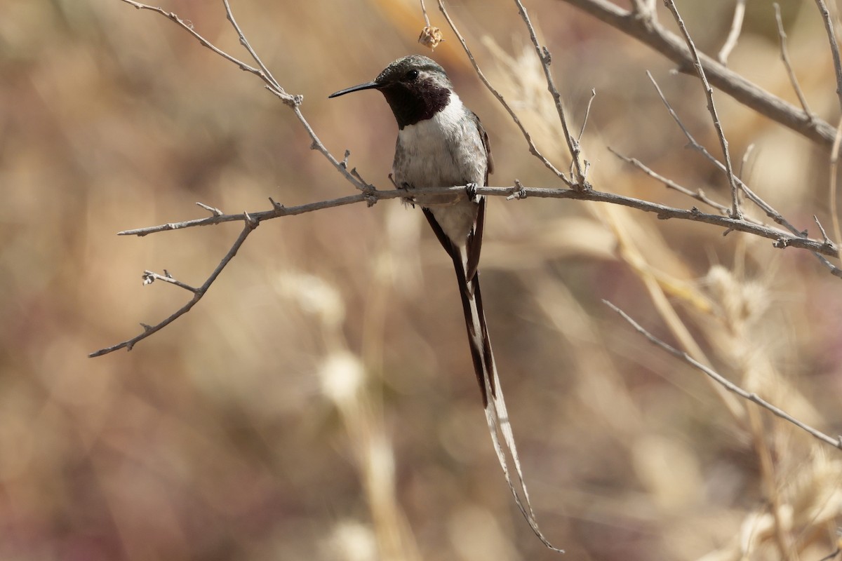 Peruvian Sheartail - ML645572913
