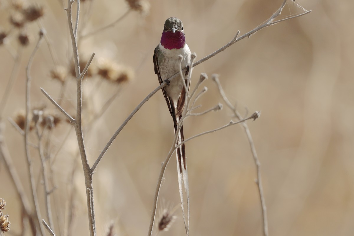 Peruvian Sheartail - ML645572914