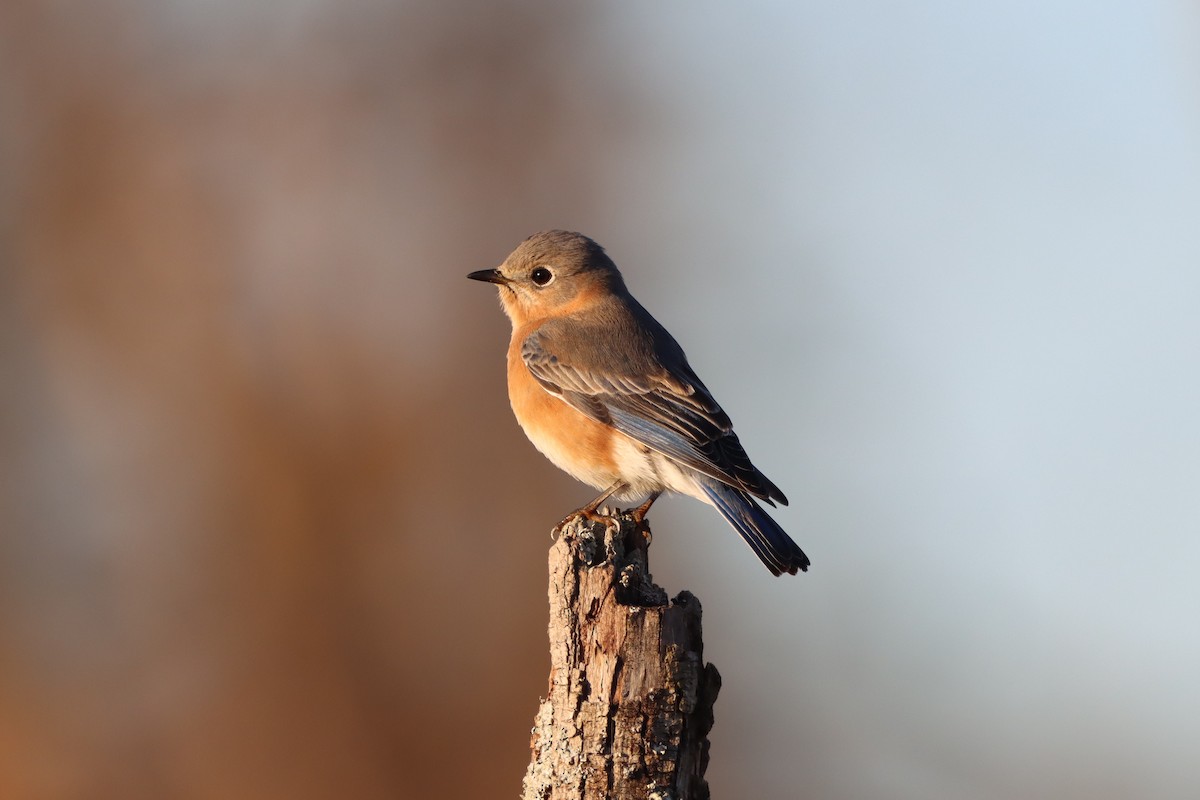 Eastern Bluebird - ML645572916