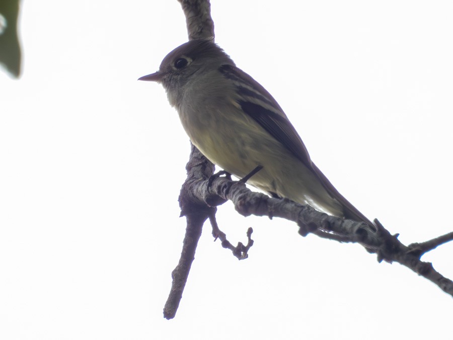 Hammond's Flycatcher - ML645572917