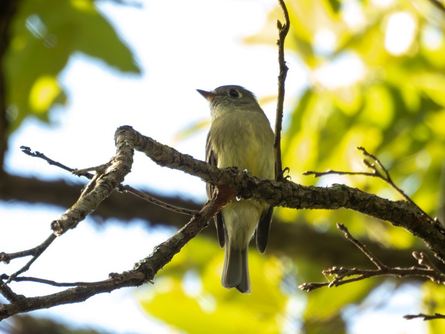 Hammond's Flycatcher - ML645572918