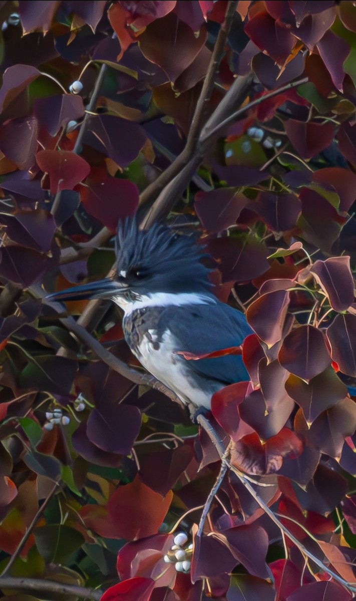 Belted Kingfisher - ML645572920