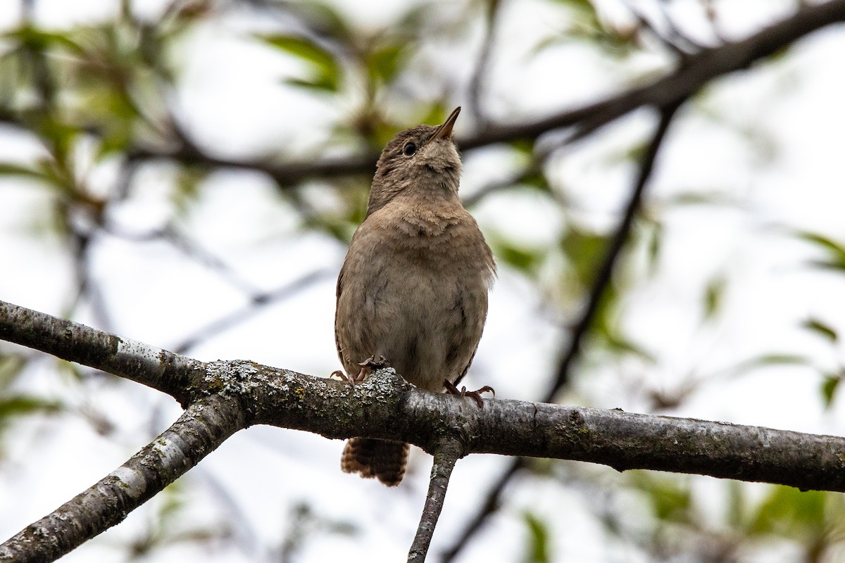 Northern House Wren - ML645572931