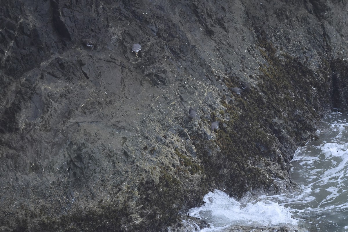 Surfbird - ML645572932