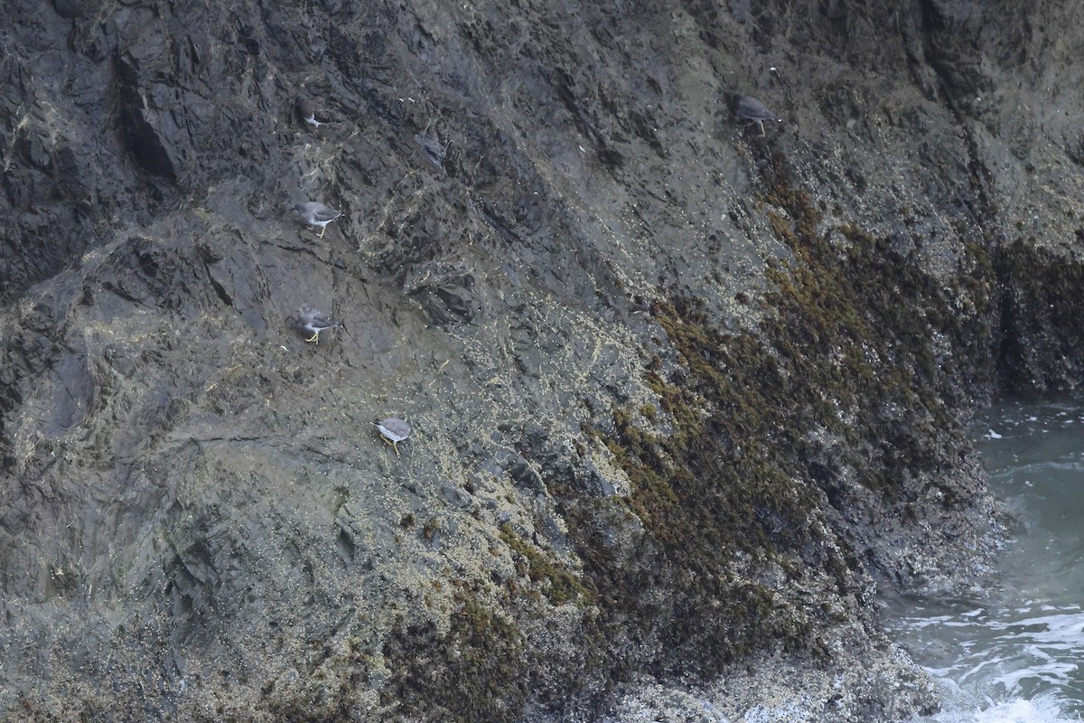 Surfbird - ML645572933