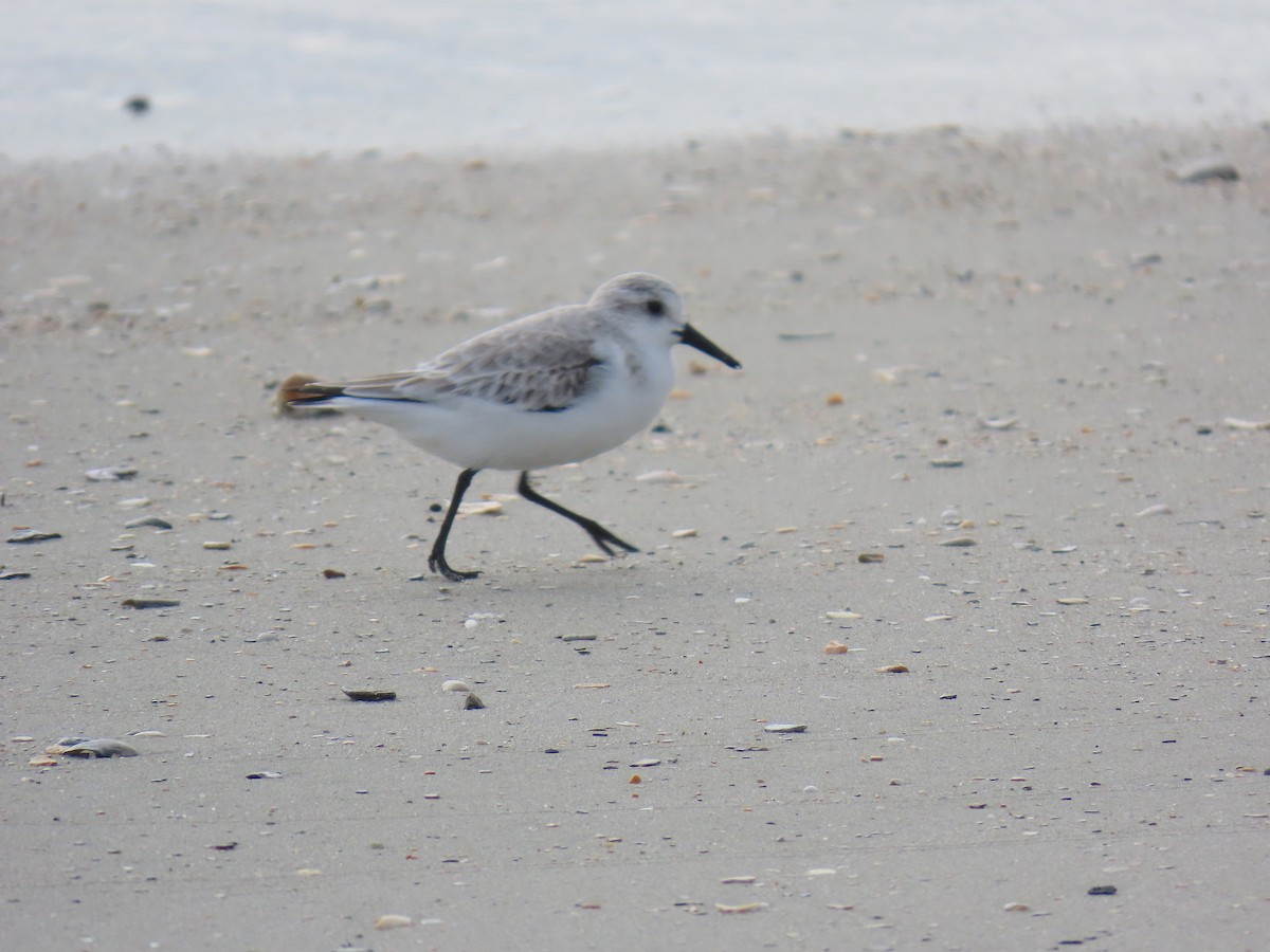 Sanderling - ML645572934