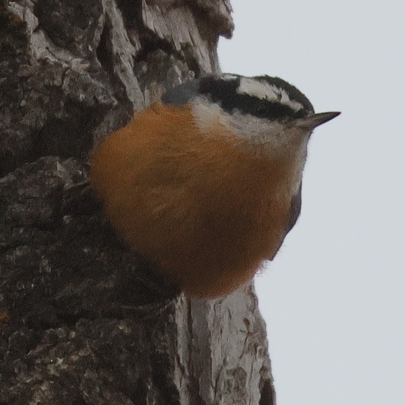 Red-breasted Nuthatch - ML645572935
