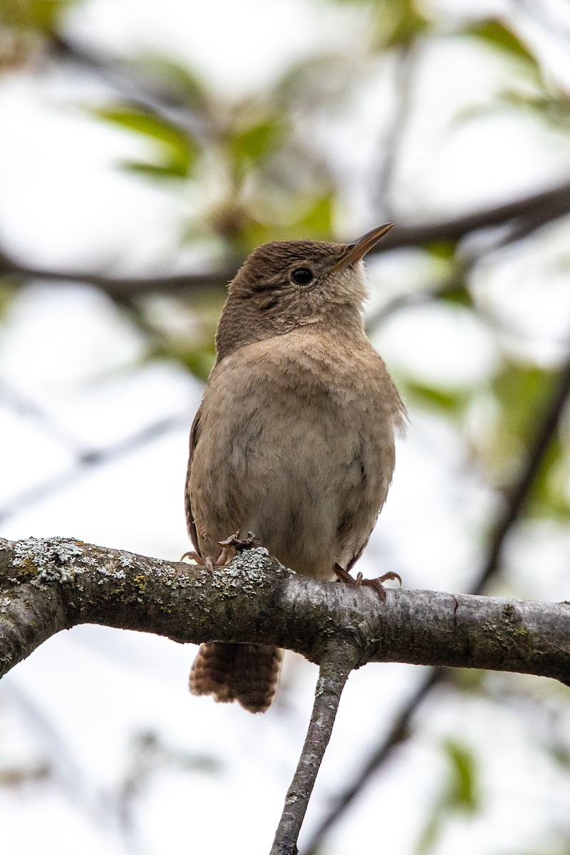 Northern House Wren - ML645572936