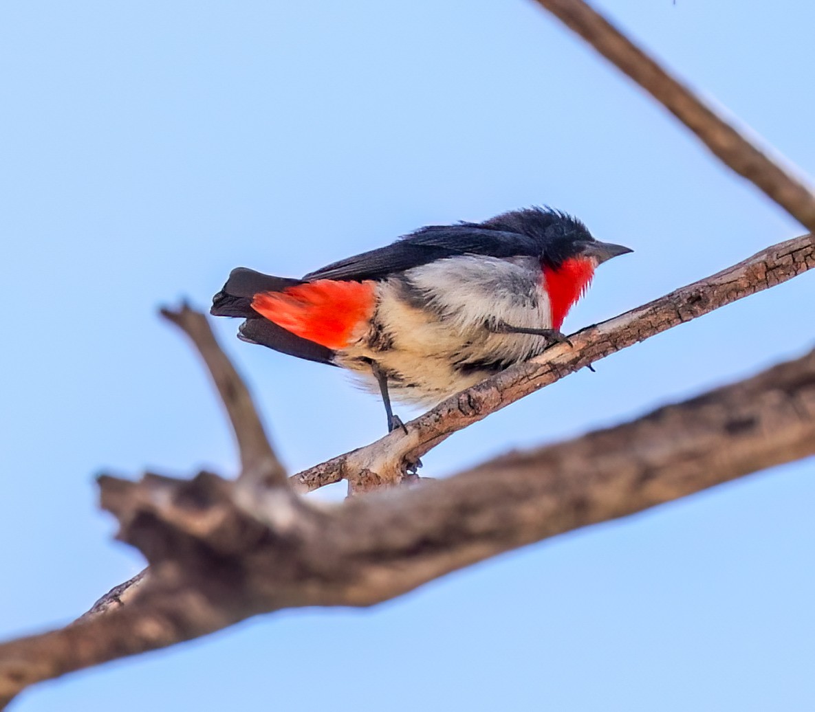 Mistletoebird - ML645572938