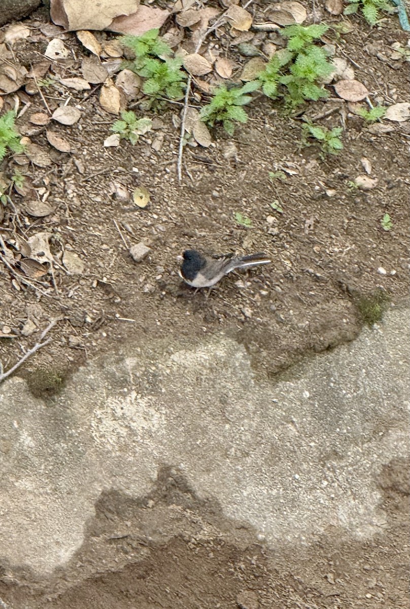 Dark-eyed Junco - ML645572940