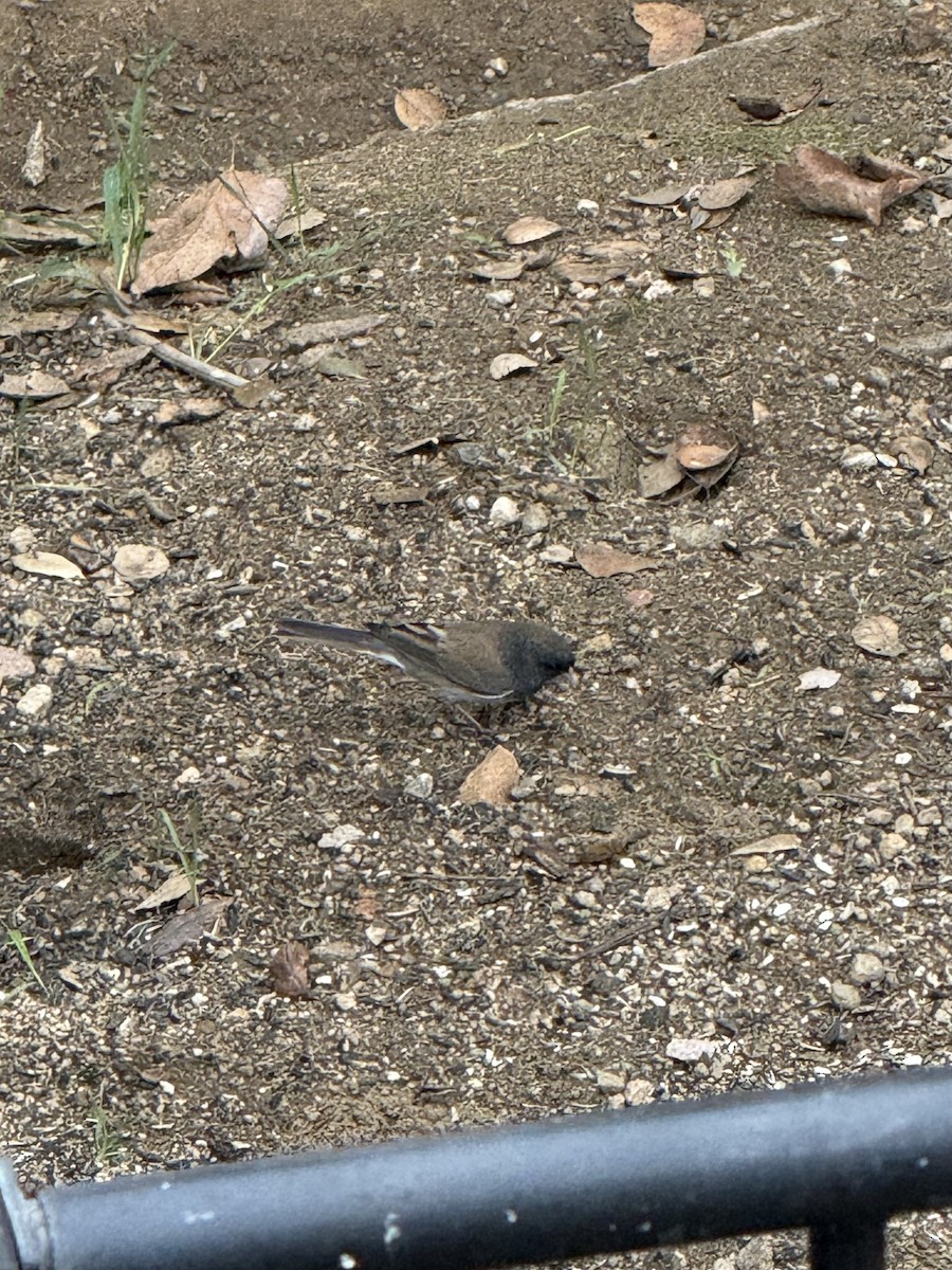 Dark-eyed Junco - ML645572941