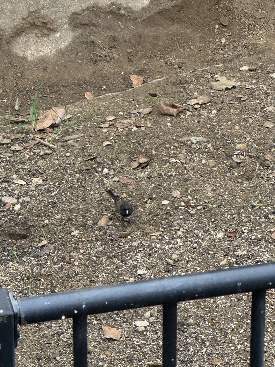 Dark-eyed Junco - ML645572942