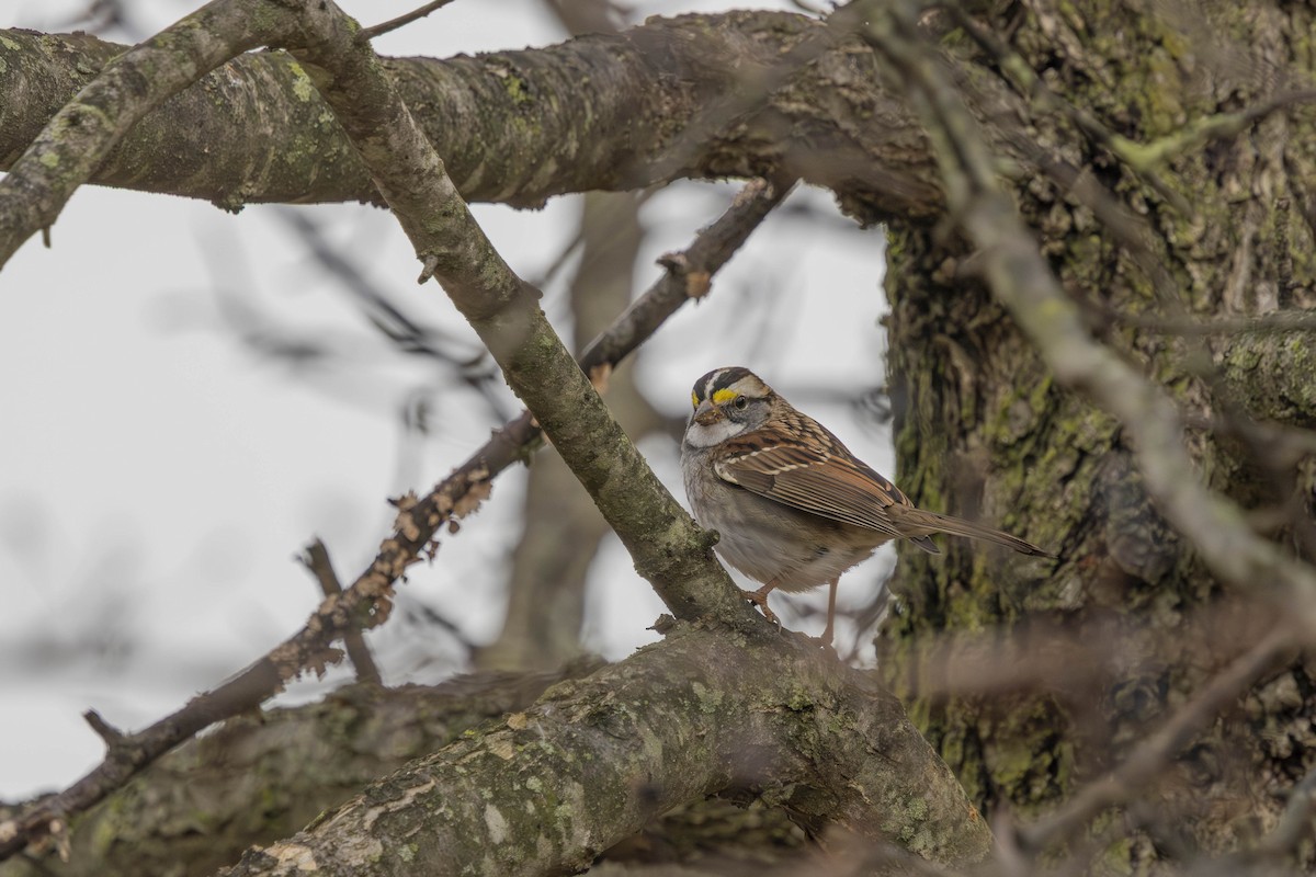 White-throated Sparrow - ML645572943