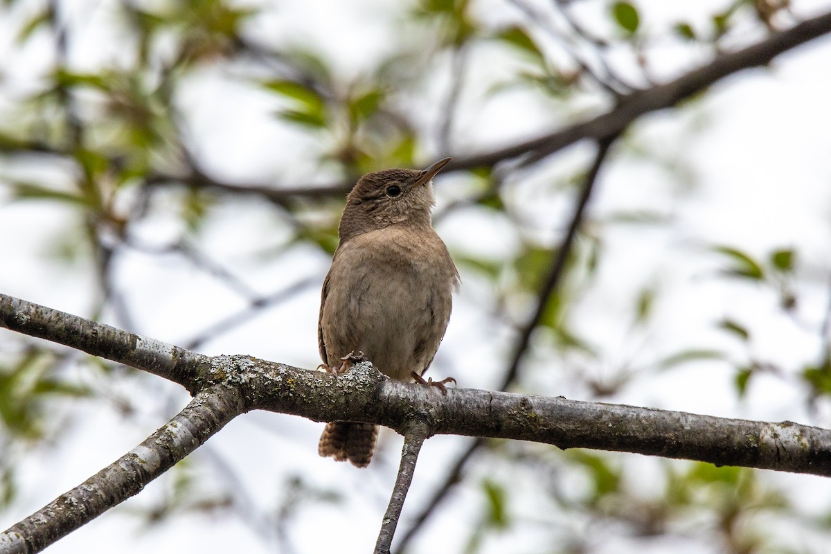 Northern House Wren - ML645572944