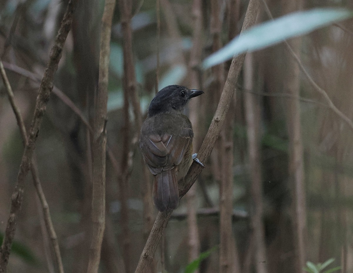 Blackish-gray Antshrike - ML645572945