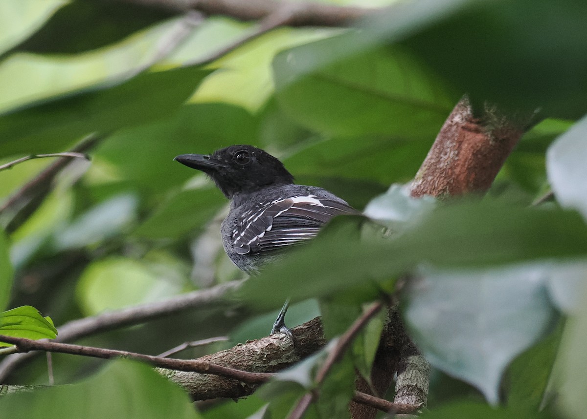 Blackish-gray Antshrike - ML645572946