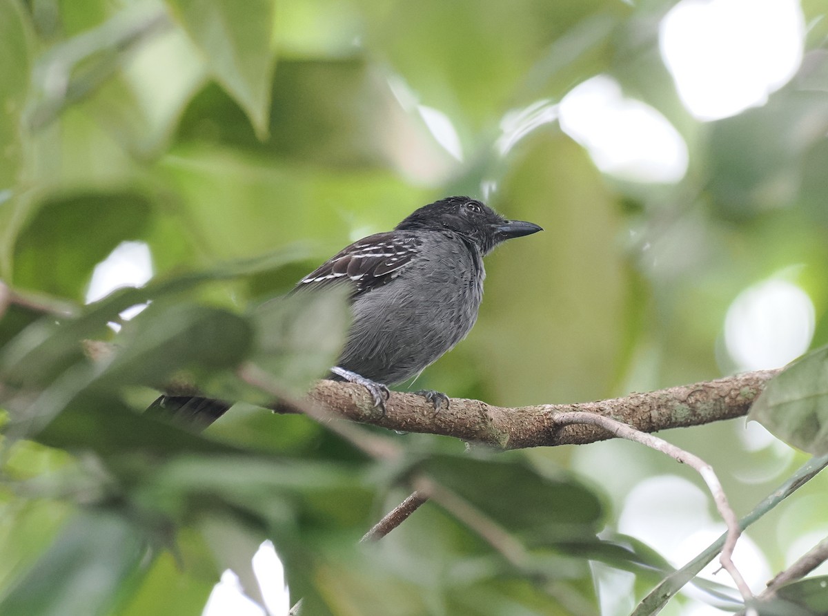 Blackish-gray Antshrike - ML645572947