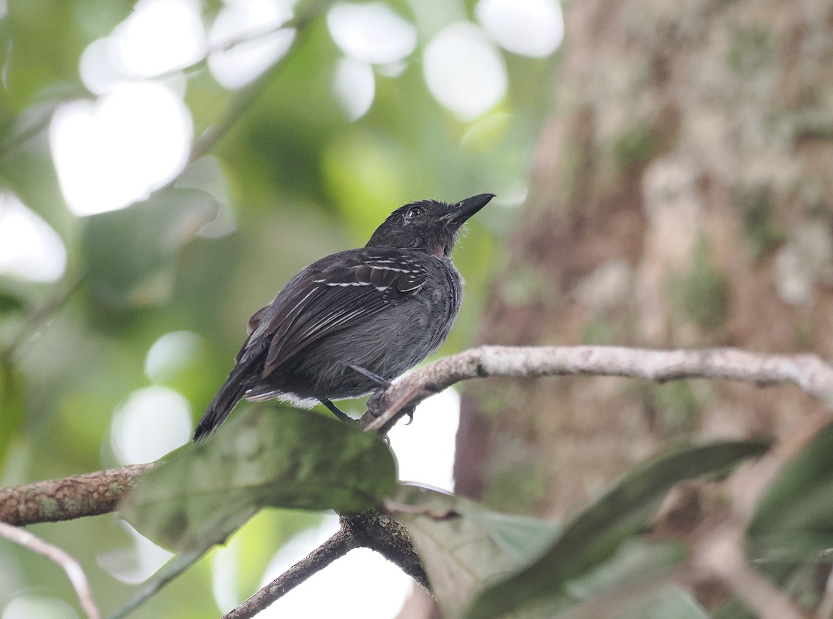 Blackish-gray Antshrike - ML645572948