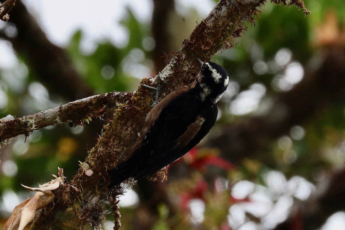Hairy Woodpecker - ML645572949