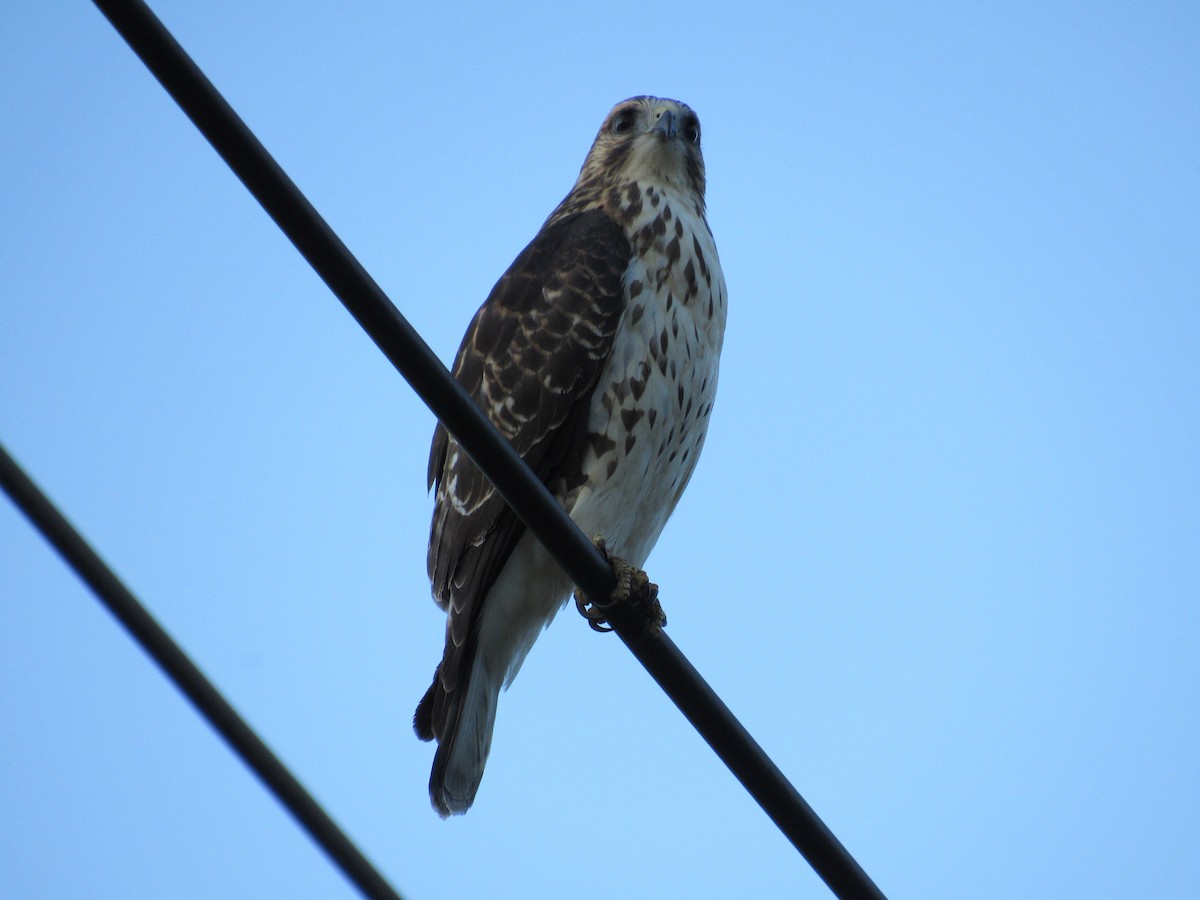Broad-winged Hawk - ML645572951